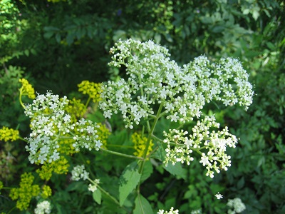 20160809_13.JPG