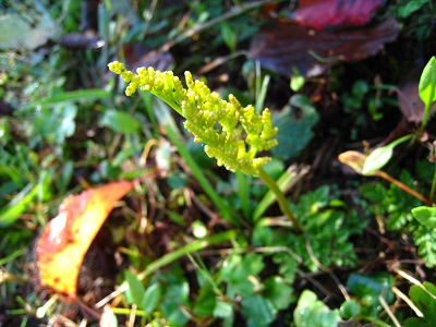 20161013_11.JPG