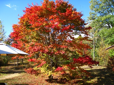 20161104_04.JPG