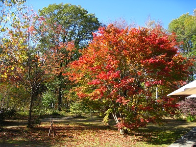 20161104_05.JPG