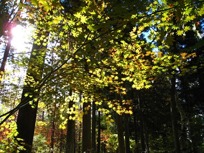 20161104_06.JPG