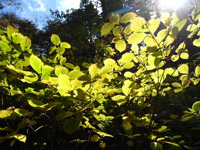 20161104_07.JPG