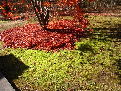 20161116_11.JPG