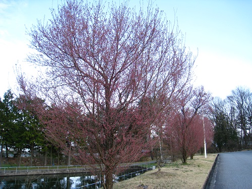 2017.04.14-01.JPG