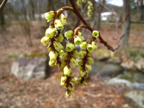20170411_05.JPG