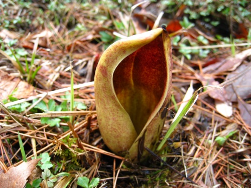 20170412_03.JPG