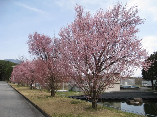 20170418_01.JPG