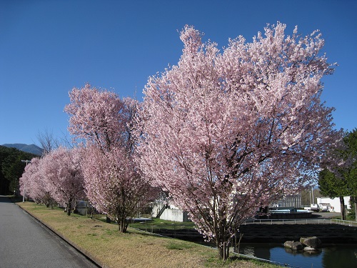 20170418_02.JPG