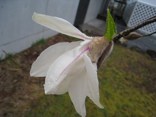 20170418_23.JPG