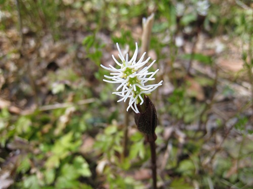 20170428_43.JPG