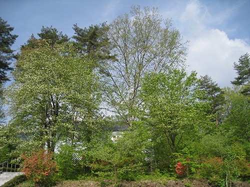 20170512_11.JPG