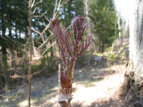 20170514_32.JPG