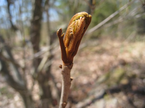 20170514_34.JPG