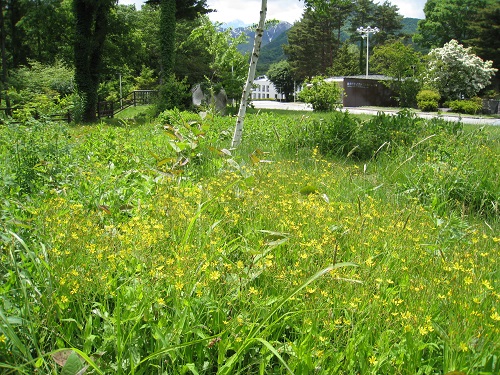 20170612_01.JPG