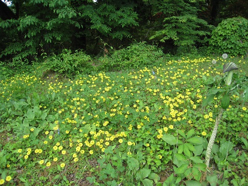 20170612_03.JPG