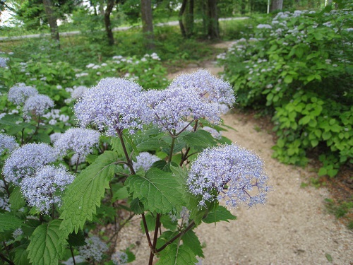 20170612_22.JPG