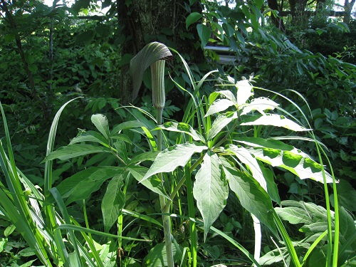 20170614_01.JPG