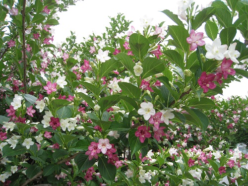 20170614_72.JPG