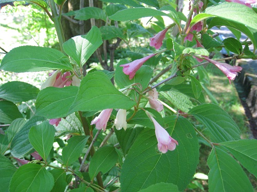 20170614_73.JPG