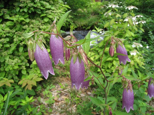 20170630_22.JPG