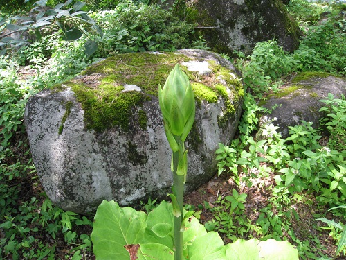 20170803_01.JPG