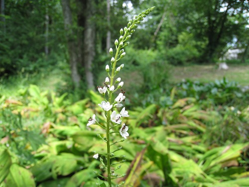 20170818_04.JPG
