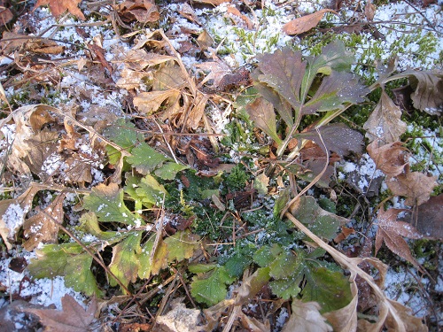 20171206_03.JPG