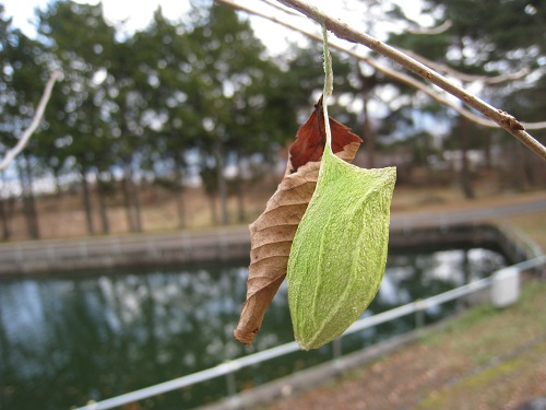 20171212_01-ｳｽﾀﾋﾞｶﾞ繭.JPG
