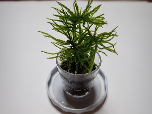 20180220_15.JPG