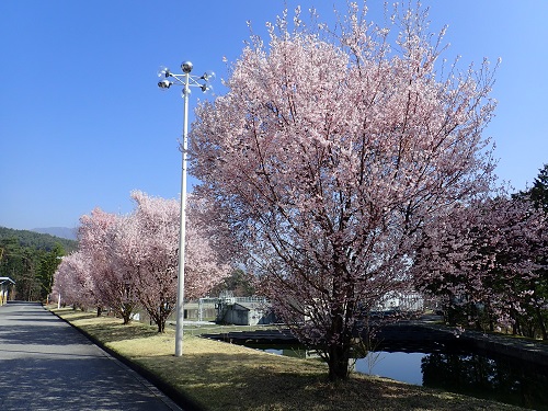 20180406_01.JPG