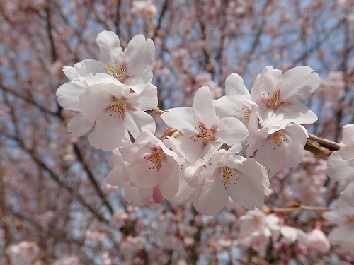 20180406_02.JPG