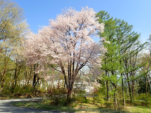 20180423_02.JPG