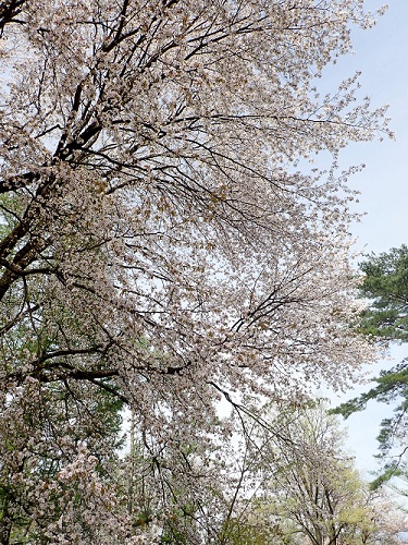 20180423_03.JPG