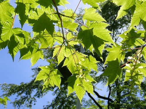 20180511_23.JPG