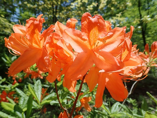 20180511_24.JPG