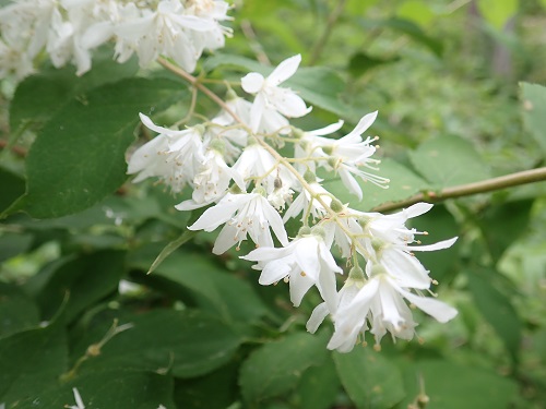 20180607_01.JPG