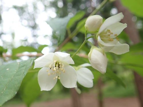 20180607_02.JPG