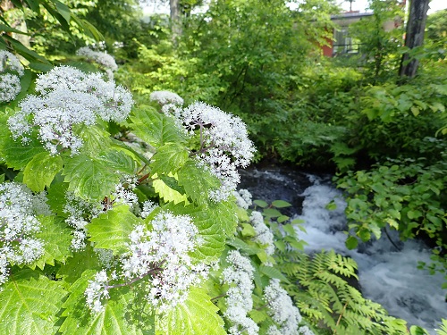 20180607_12.JPG