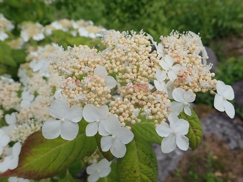 20180615_01.JPG