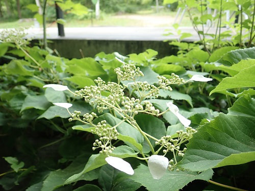 20180615_02.JPG