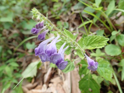 20180615_42.JPG
