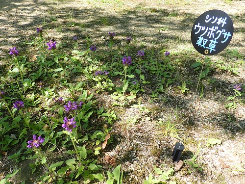20180615_51.JPG