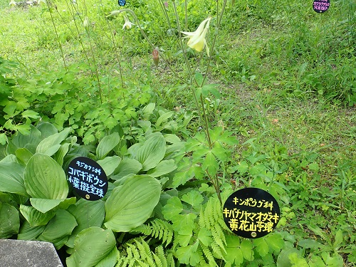 20180615_52.JPG