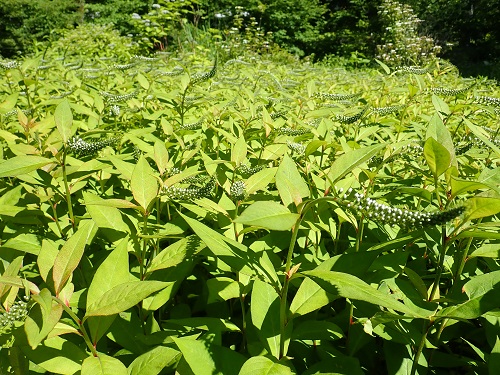 20180615_61.JPG