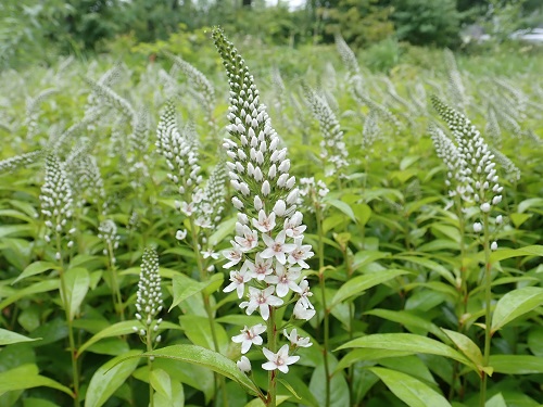 20180620_01.JPG