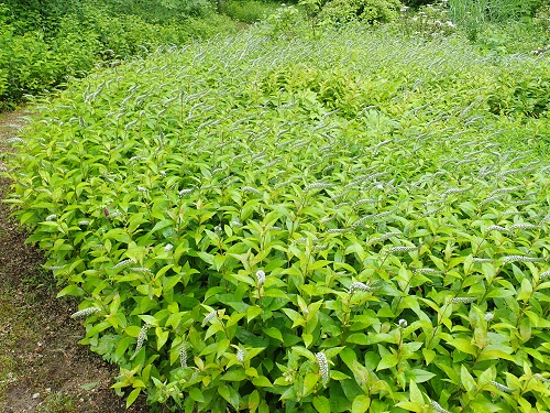 20180620_02.JPG