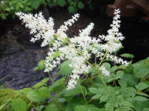 20180620_12.JPG