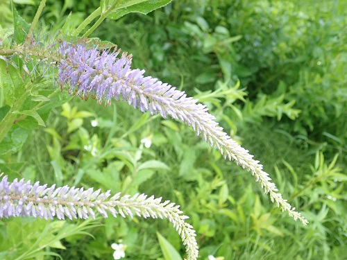 20180620_13.JPG