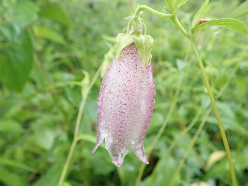 20180620_14.JPG