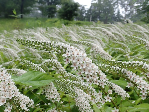 20180627_02.JPG